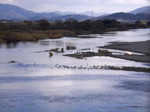 豊川の中流域で野鳥がいる所？