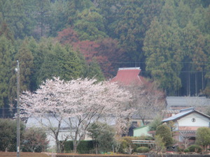 豊川中流山里の桜と若葉