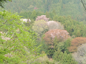 豊川中流山里の桜と若葉