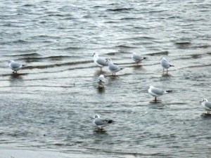 豊川下流域にはカモメがいました。