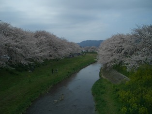 音羽川のさくら