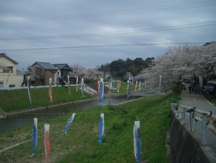 音羽川のさくら