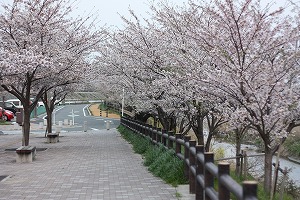 満開です！！！