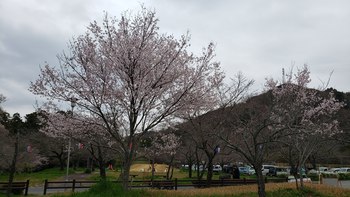 桜淵公園　新城さくらまつり　よさこいに参加してきました