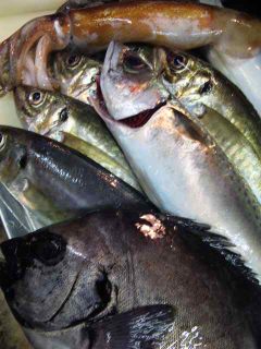 青魚