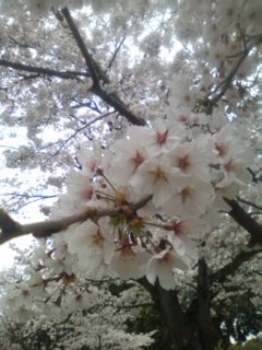 ＊cherry blossoms＊