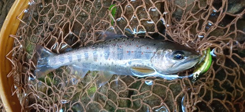 愛知県豊根の渓流