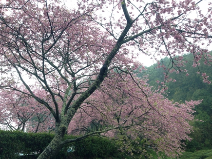 桜　　満開っっ！　　　春　　満喫っっ！！！！