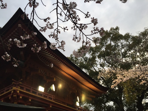 富士山本宮　浅間神社　　さん　　で　桜祭り～　　☆