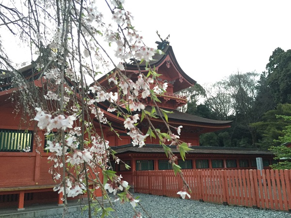 富士山本宮　浅間神社　　さん　　で　桜祭り～　　☆
