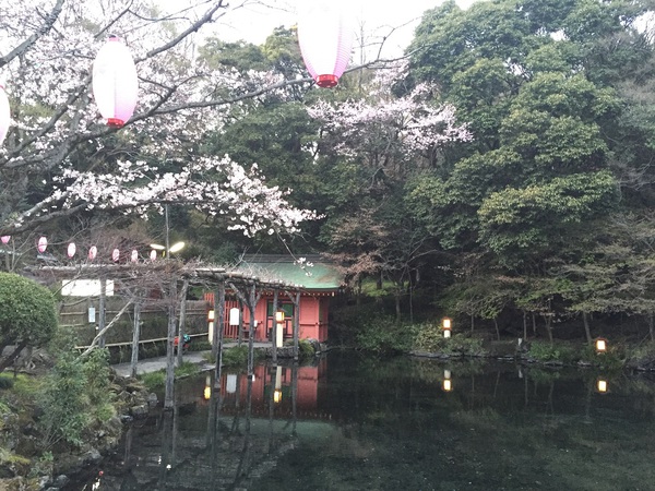 富士山本宮　浅間神社　　さん　　で　桜祭り～　　☆