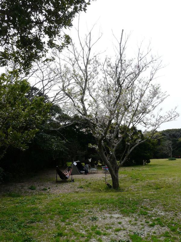 ほうべの森 田原市 谷ノ口公園 ほうべの森の花見スポット