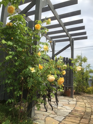 展示場のバラたち