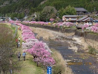 新城市玖老勢の開花