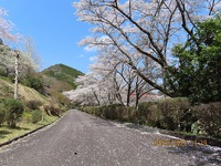 散り始め