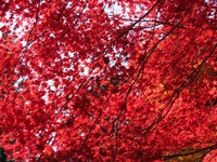 奥三河の紅葉　折元峠