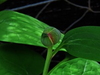 芍薬にも蕾が・・・・・