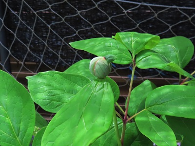 芍薬にも蕾が・・・・・