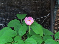 山芍薬が開花しました