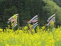 こいのぼり　揚がっています　三河三石・道の駅