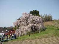 満開です、三春滝桜