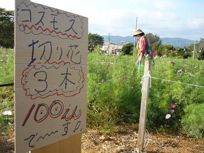 やっとるじゃん、コスモスの小径
