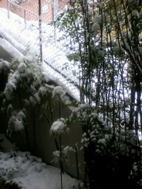 大雪です～