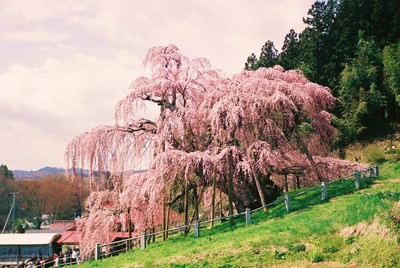 桜を見に行こう　１４