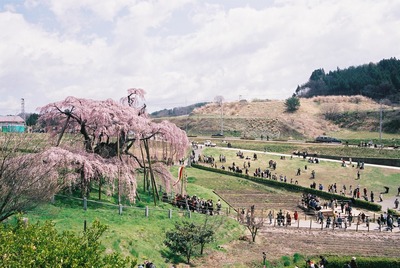 桜を見に行こう　１４