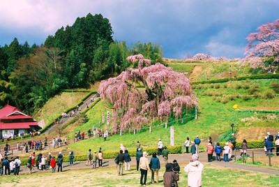 桜を見に行こう　１４